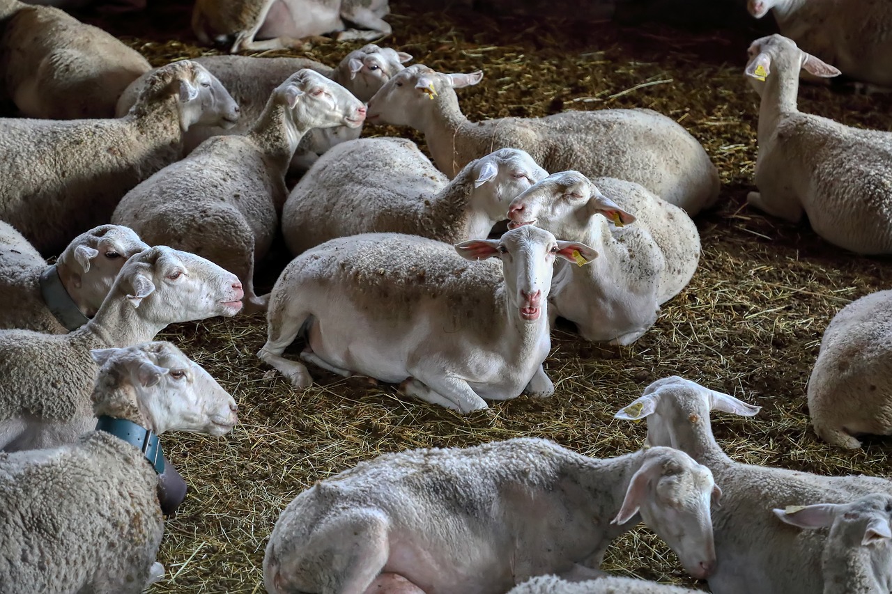 Detectado un caso de Lengua Azul en una explotación de ovino y caprino de Cataluña
