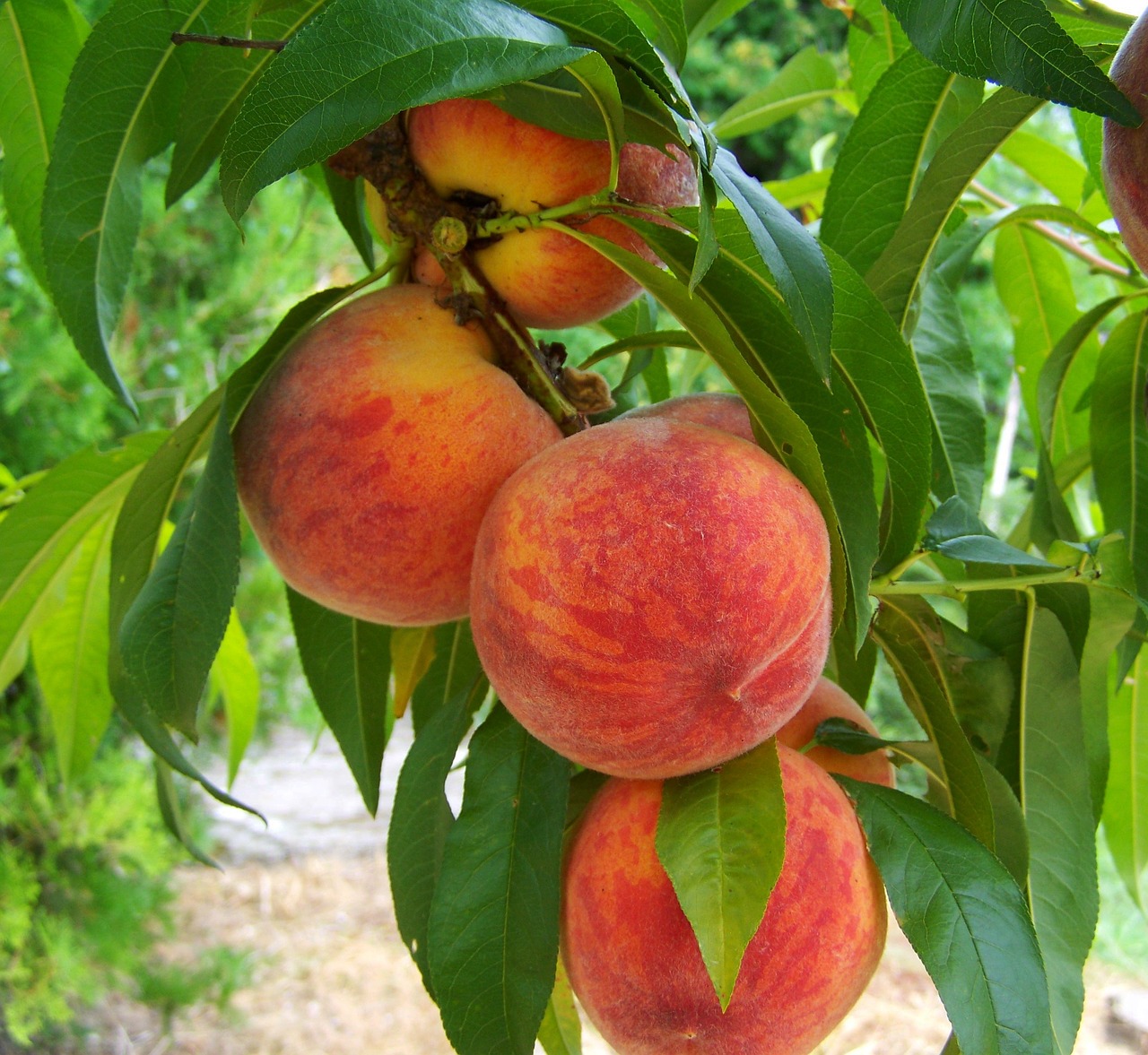 La producción de fruta de hueso en España aumentará un 10% respecto a 2023