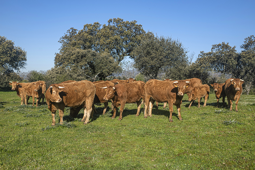 Asoprovac: “Acuerdo UE-Mercosur: Europa cambia coches por carne de vacuno”